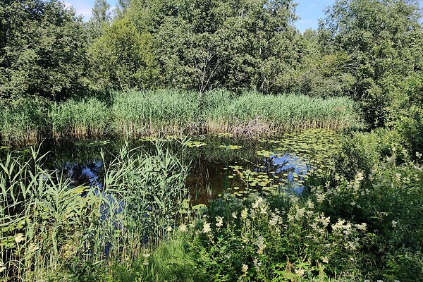 plot for sale, residential land - Jõgehara, Kanepi vald, Põlvamaa