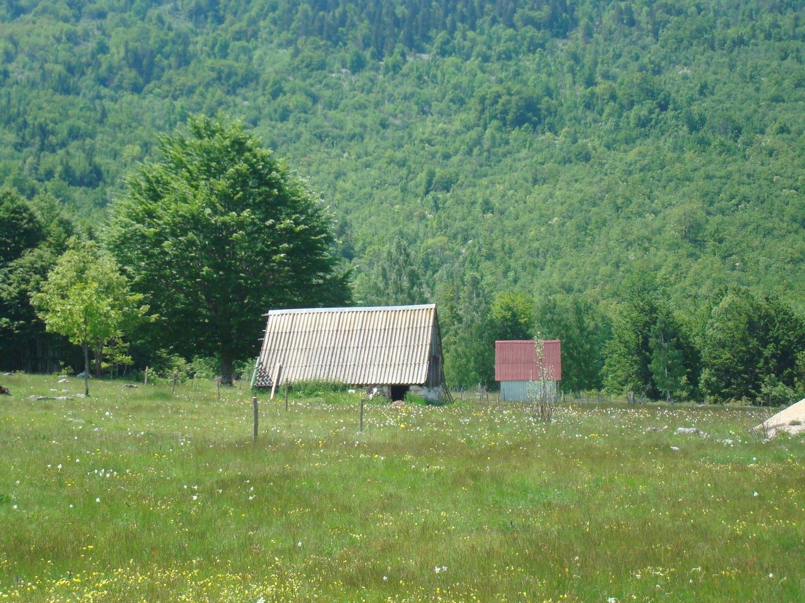 Northern Region, Pluzine