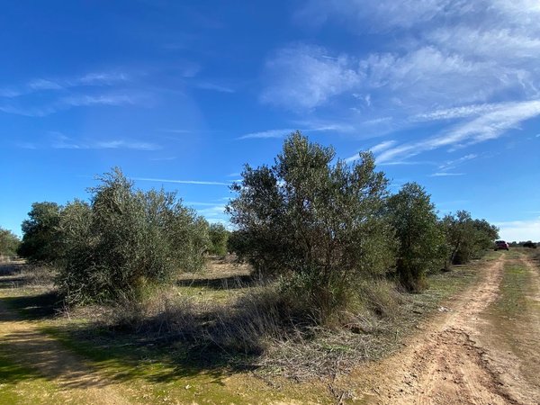 Carmona,  ES