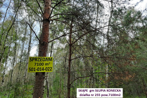 Skąpe