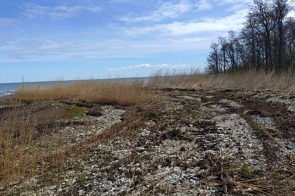 plot for sale, land-profit land - Nõmmküla, Nõmmküla, Muhu vald, Saaremaa