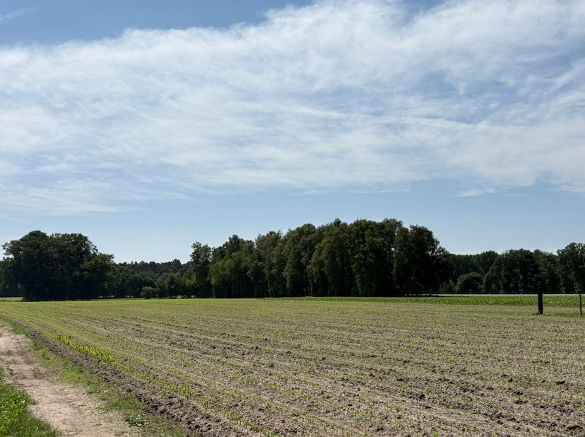 Bel 2440 Geel