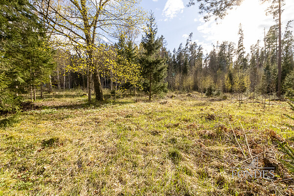 Lääne-Virumaa, Haljala vald, Mustoja