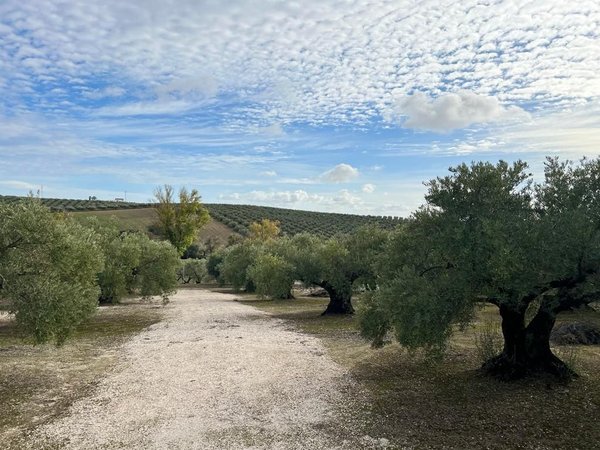 Montilla,  ES