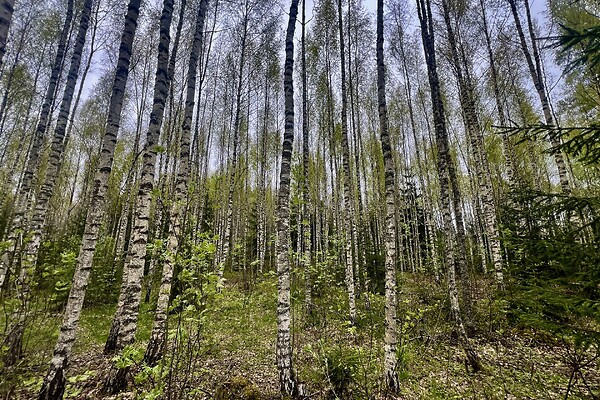 Põlvamaa, Põlva vald, Mõtsküla
