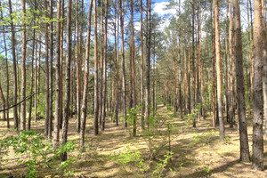 Międzylesie