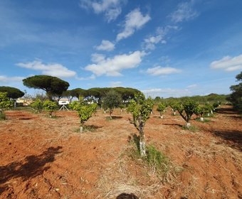 Quarteira,  PT