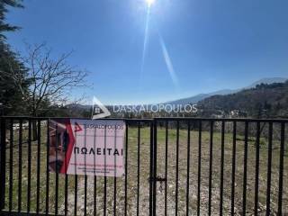 Naousa,  GR