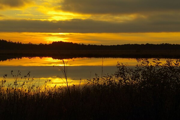 plot for sale, land-profit land - Põllu küla, Lelle, Kehtna vald, Raplamaa
