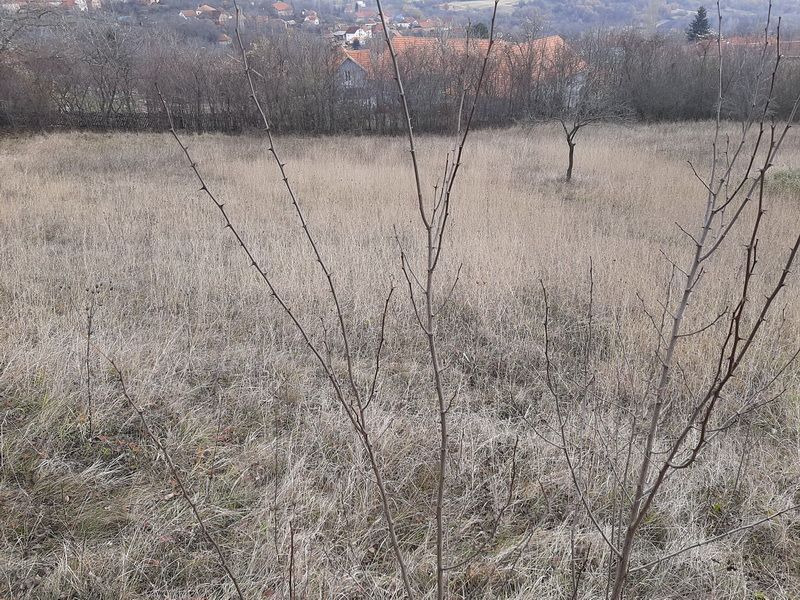Zajecar District, Sokobanja