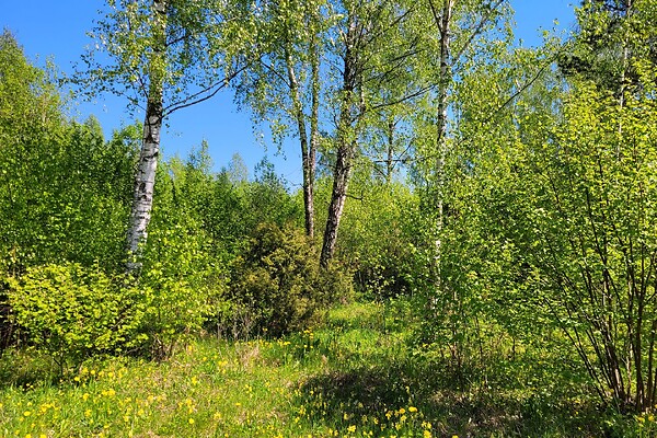 plot for sale, land-profit land - Lepiku, Muhu vald, Saaremaa