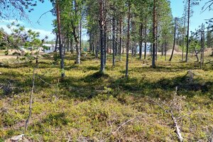Jemmatie, Saariselkä, Inari