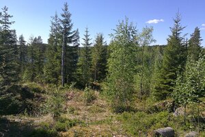 Mataraniementie 0, Petäjävesi, Petäjävesi