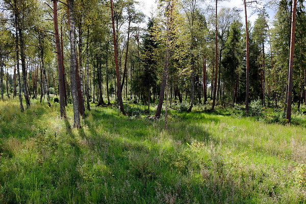 plot for sale, residential land - Kõrtsi tn 8, Aegviidu, Anija vald, Harjumaa