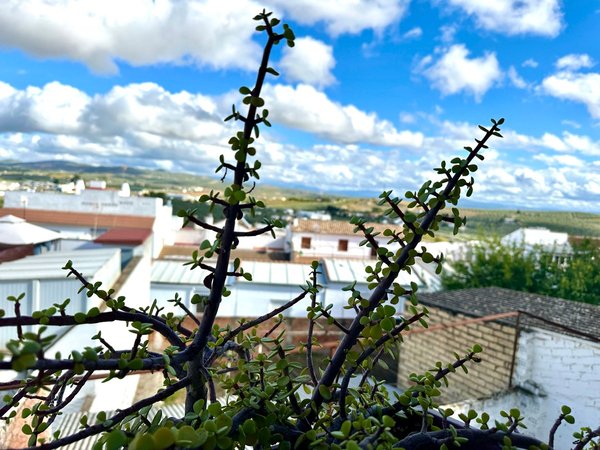Montilla,  ES