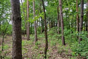Dąbrowa