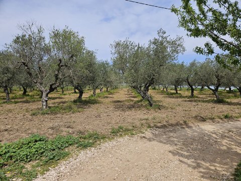 Altamura,  IT