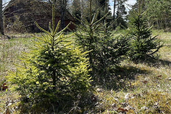 plot for sale, residential land - Looküla, Anija vald, Harjumaa