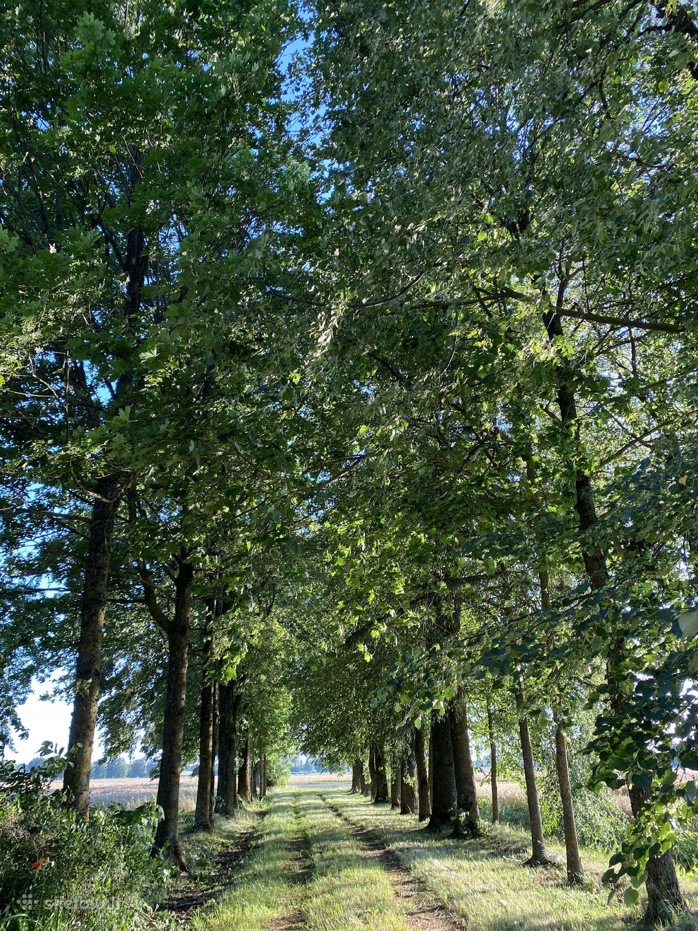 Biržų r. sav., Daunorių k. Sodų g.