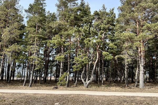 plot for sale, residential land - Österby, Lääne-Nigula vald, Läänemaa