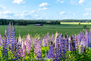 Artur Lindholmintie, 02480 Kirkkonummi