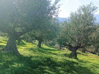 Oichalia,  GR