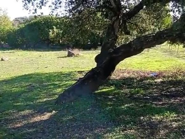 Castilblanco de los Arroyos,  ES