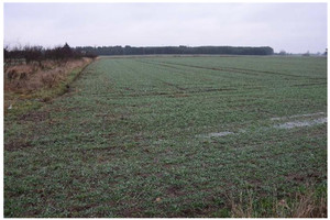 Bojadła