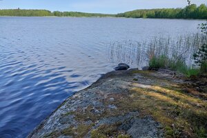 Niinivedentie 205, Koivisto, Äänekoski