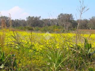 Carovigno,  IT