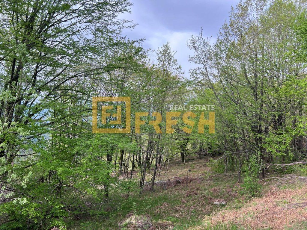 Northern Region, Kolasin