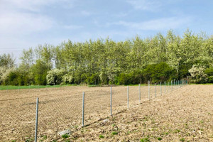 Oleśnica