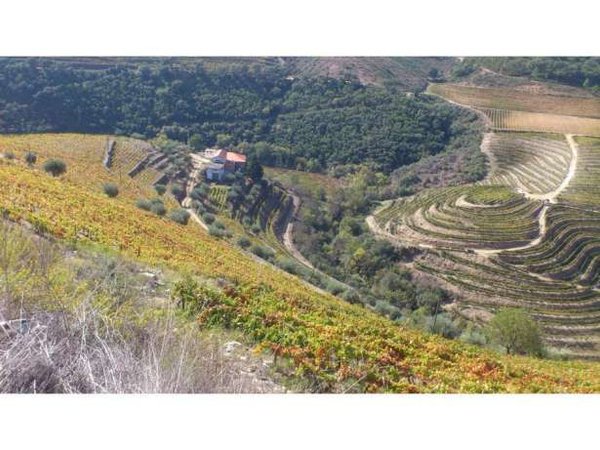 Ervedosa do Douro,  PT