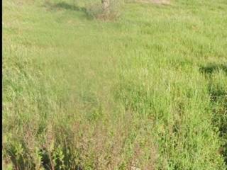 Agricultural land via Copertino, San Pietro in Lama